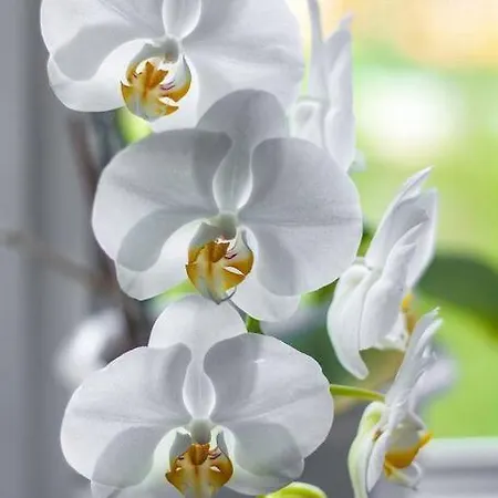 Dimora Orchidea Bianca 公寓