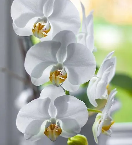 Dimora Orchidea Bianca 公寓